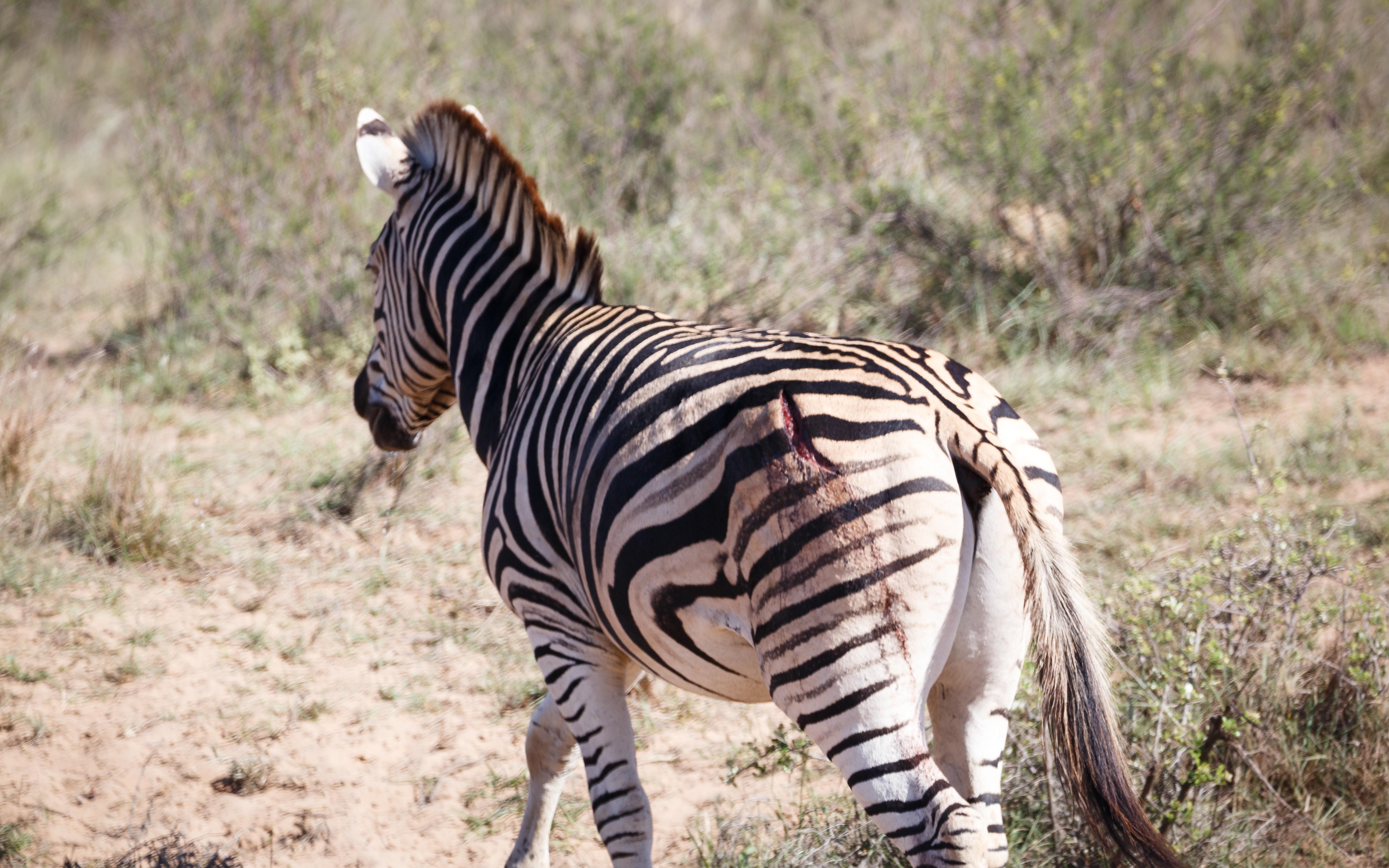 Bukela Game Lodge - Amakhala Game Reserve Exterior photo