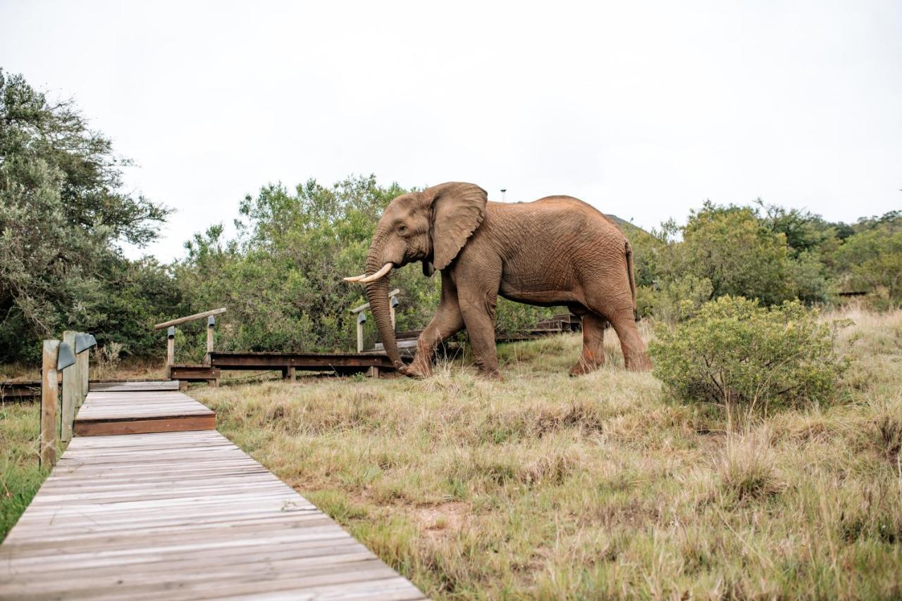 Bukela Game Lodge - Amakhala Game Reserve Exterior photo