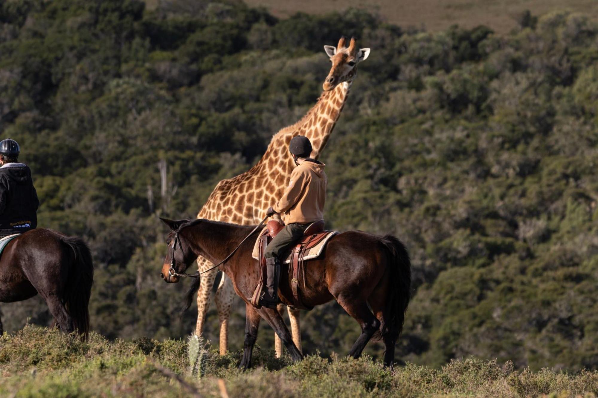 Bukela Game Lodge - Amakhala Game Reserve Exterior photo