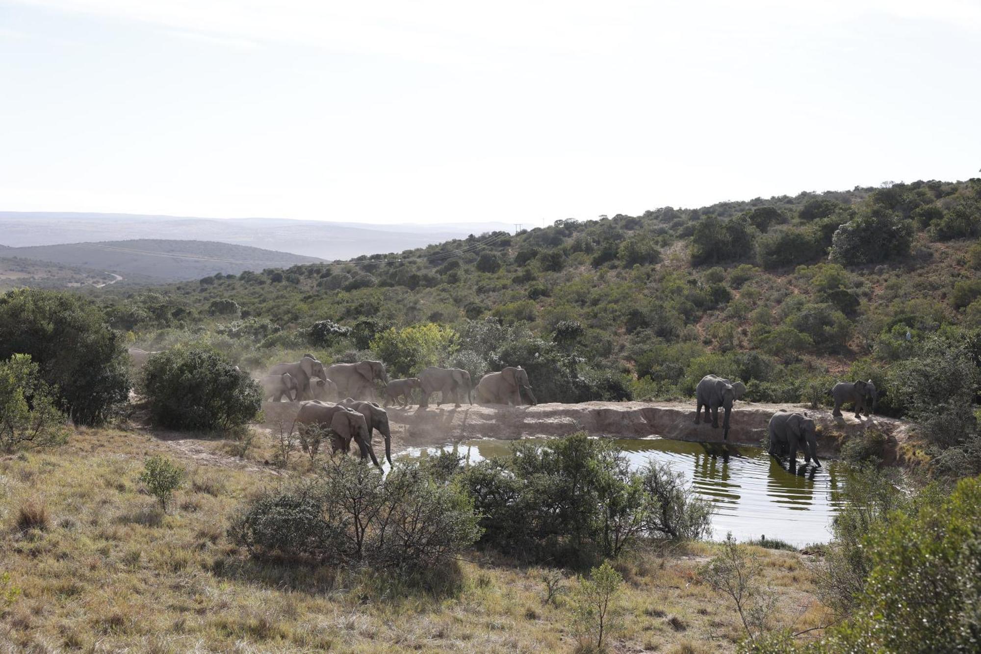 Bukela Game Lodge - Amakhala Game Reserve Exterior photo