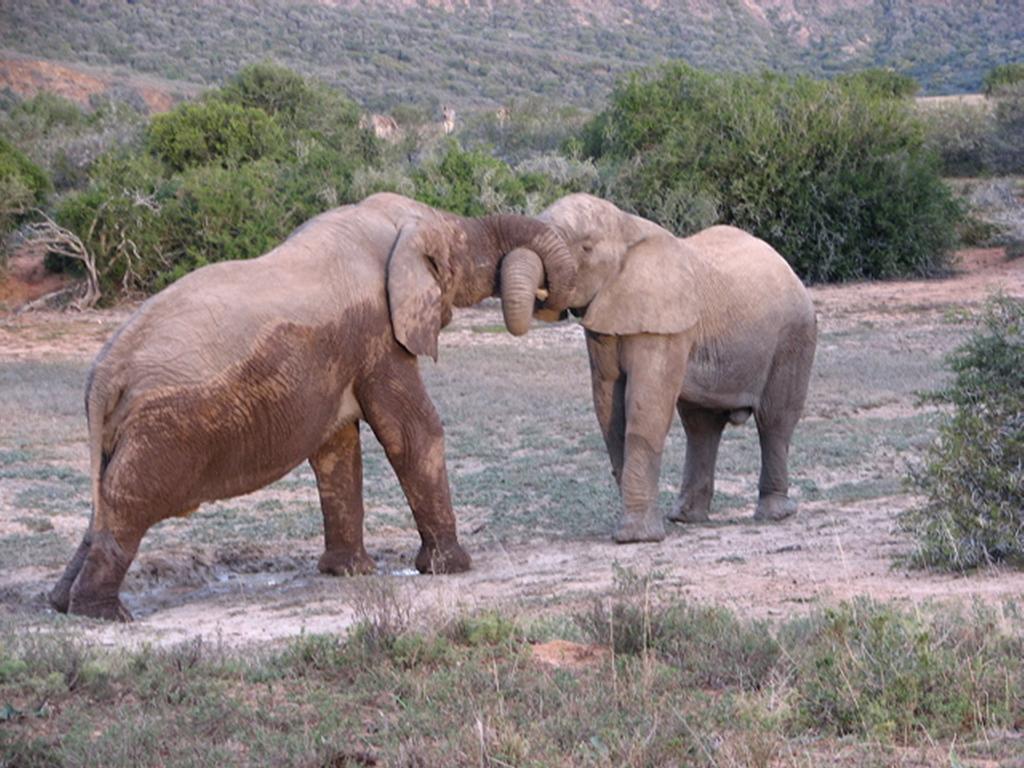 Bukela Game Lodge - Amakhala Game Reserve Exterior photo