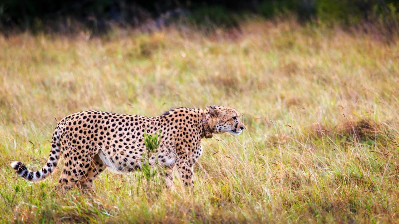 Bukela Game Lodge - Amakhala Game Reserve Exterior photo