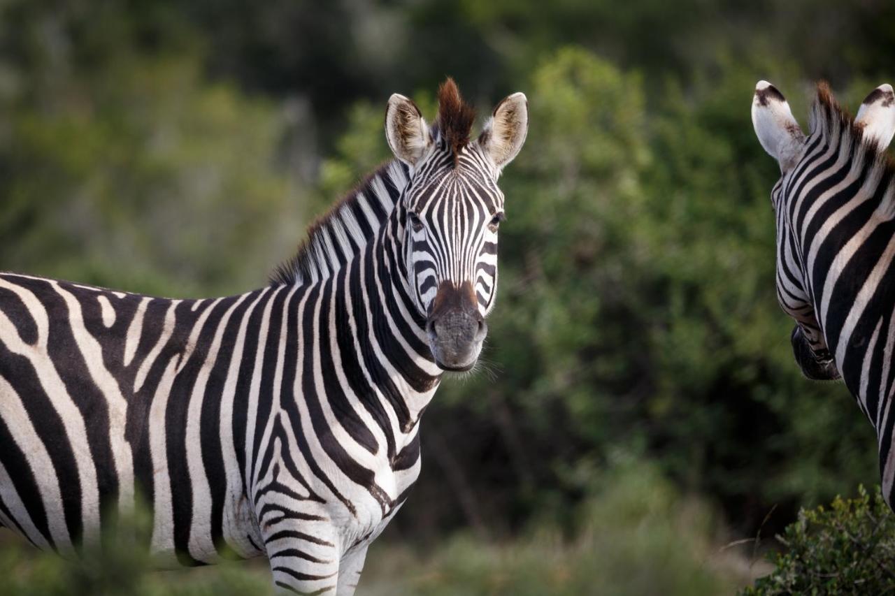 Bukela Game Lodge - Amakhala Game Reserve Exterior photo